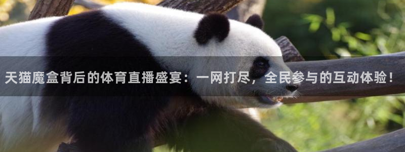 天猫魔盒背后的体育直播盛宴：一网打尽，全民参与的互动体验！